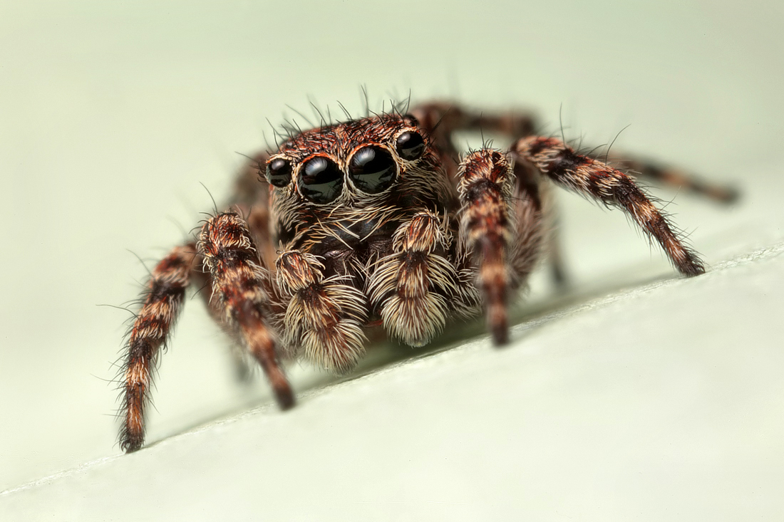 Jumping Spider 4